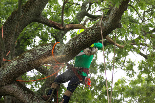 How Our Tree Care Process Works  in  South Jordan, UT