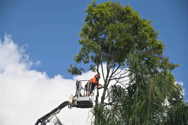 Best Tree Mulching  in Soh Jordan, UT