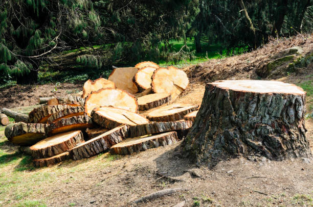 Best Firewood Processing and Delivery  in Soh Jordan, UT